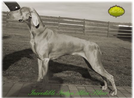 Image of Incredible Indya Alive Silver