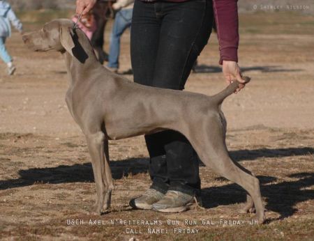 Image of Axel N'Reiteralms Gun Run Gal Friday