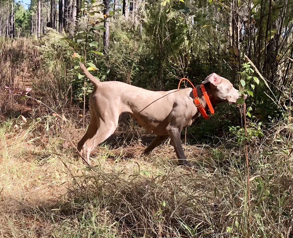 Image of Southpaw & OtterCreek Hallie Belle