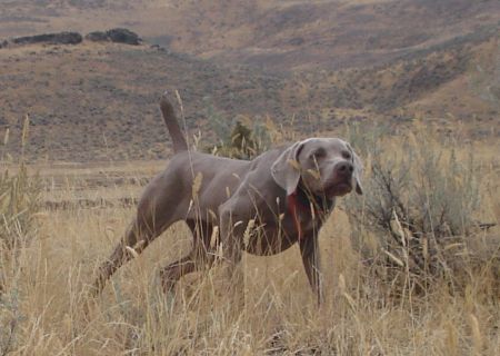 Image of WestWeim's Southern Style