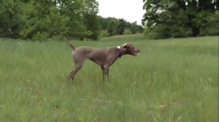 Image of Silvershot's N'Southpaw's Run'In River
