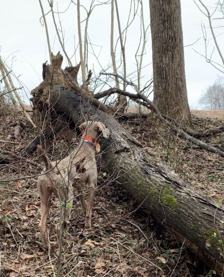 Image of Southpaw's MTN Laurel Lyza