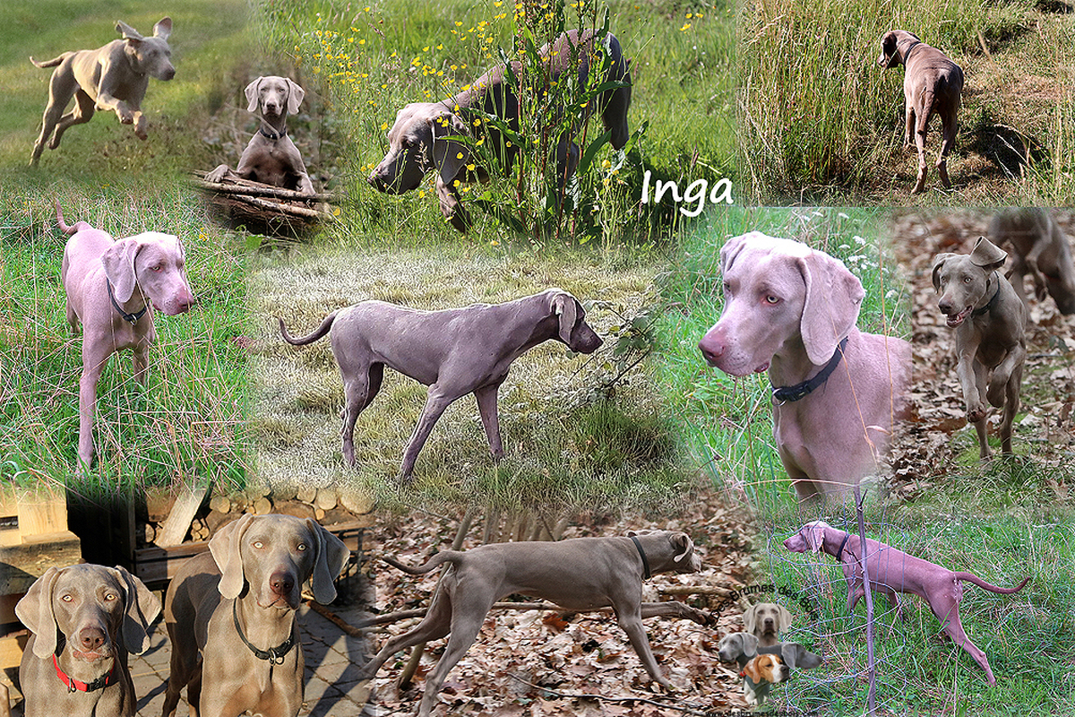Image of Or Inga des Brumes des Bois