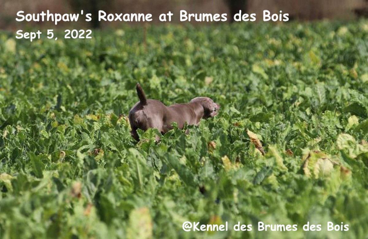 Image of Southpaw's Roxanne at Brumes des Bois