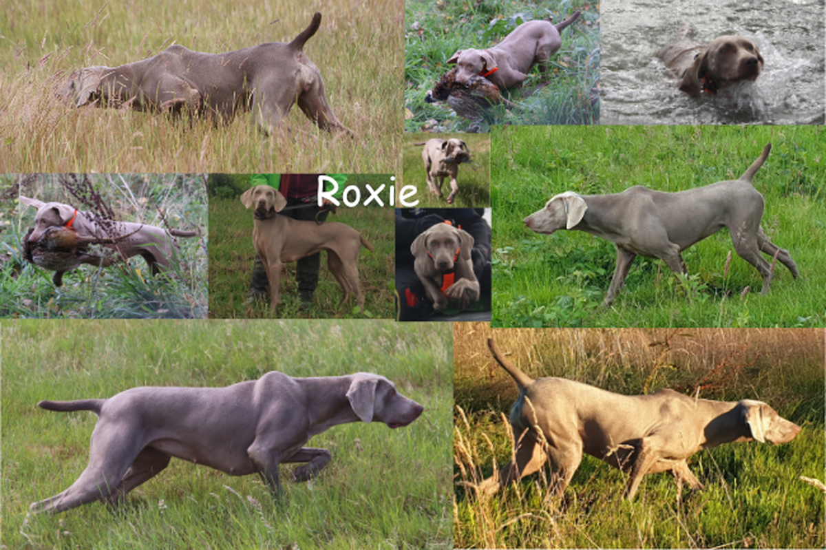 Image of Southpaw's Roxanne at Brumes des Bois