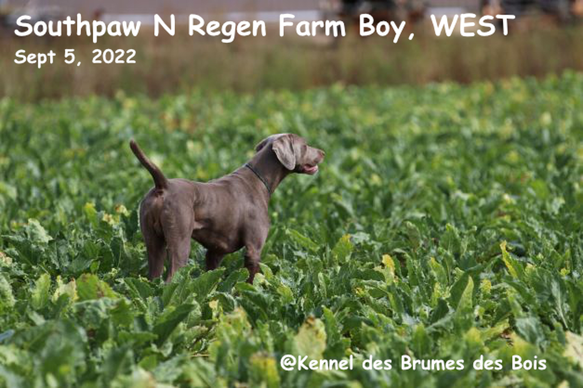Image of Southpaw N Regen's Farm Boy