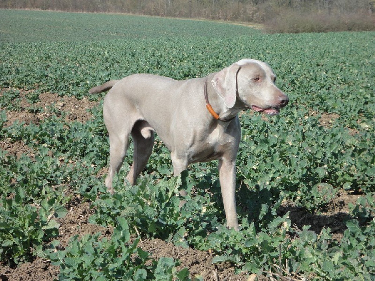 Image of Dino du Colombier de Bel Air