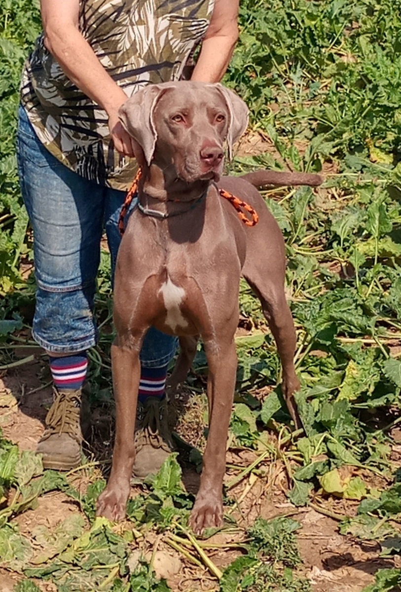 Image of Southpaw N Regen's Farm Boy