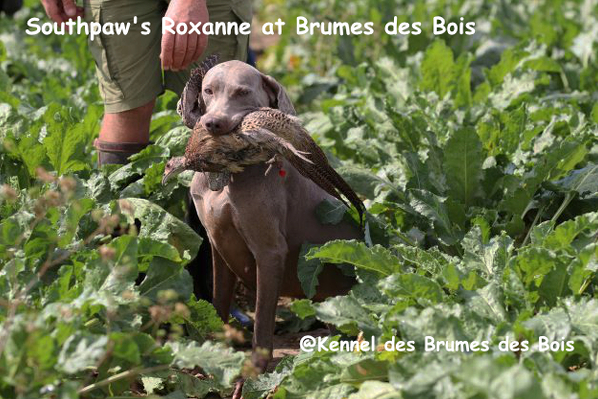 Image of Southpaw's Roxanne at Brumes des Bois