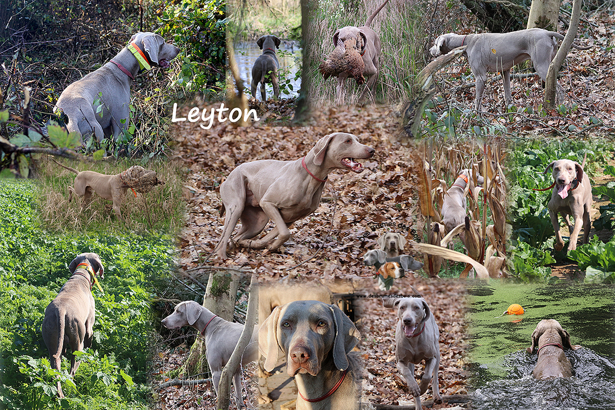 Image of Leyton des Brumes des Bois