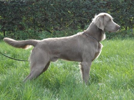 Image of Puma von der Wartelshohe