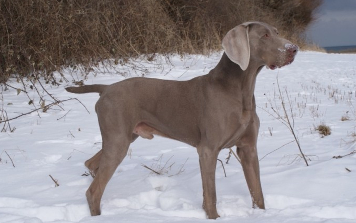 Image of Bomlaz Gert