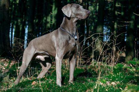 Image of Cody (DKK 13217/2014)