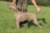 Thumbnail of Demi Grey Eminence