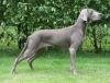 Thumbnail of Classic Dream's Zafir of Sasha