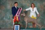 Thumbnail of Greyghost Uptown Girl
