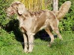 Thumbnail of Bonni (S21571/2000)