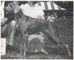 Thumbnail of Lady Sarah of Camelot