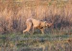 Thumbnail of WestWeim's Southern Style