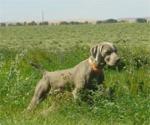Thumbnail of Axel's Bleu Bayou of Reiteralm