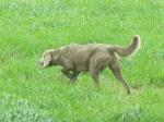 Thumbnail of Benthe off Elquinta's Forrest