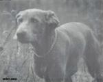 Thumbnail of Eager Misty of the Grey Noble
