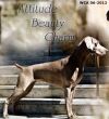 Thumbnail of Camelot's N Calvarys Beauty 4 Ashes