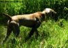 Thumbnail of Treeline's Lyza Jayne