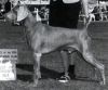 Thumbnail of Camelot's Heidelberg Maximillian von Reiteralm