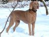 Thumbnail of Canis Fortuna Diuna