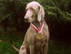 Thumbnail of Canis Fortuna Wazniak