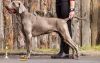Thumbnail of Canis Fortuna Wazniak