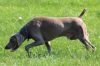Thumbnail of Calvin Good Dog Poland