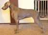 Thumbnail of Deep Red Just Weimaraner