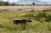 Thumbnail of Deep Red Just Weimaraner