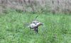 Thumbnail of Deep Red Just Weimaraner