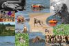 Thumbnail of Kasai des Brumes des Bois