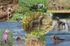 Thumbnail of Kiss des Brumes des Bois
