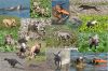Thumbnail of Mac Sydney des Brumes des Bois