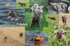 Thumbnail of O'Malley des Brumes des Bois