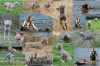 Thumbnail of Or Inga des Brumes des Bois
