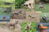Thumbnail of Ei'Kaelig des Plaines de Montansou