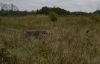 Thumbnail of Wynder's Yellow Ledbetter