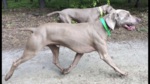 Thumbnail of Beniamino z Brdskych Boru