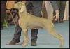 Thumbnail of Soul Coast New Age Dinkie
