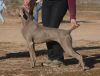 Thumbnail of Axel N'Reiteralms Gun Run Gal Friday