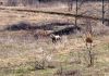 Thumbnail of Outdoors Life of Riley