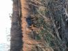 Thumbnail of Southpaw's WindZwept V Kasamar