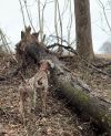 Thumbnail of Southpaw's MTN Laurel Lyza