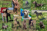 Thumbnail of Southpaw N Regen's Farm Boy